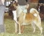 AKC CH Okii Yubi's Mr Judge