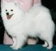 CKC/AKC-CH UKC-GRCH Sondogs Zoes Lexi Lace