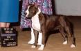 AKC CH/ UKC GRCH Gaff's California Zima