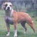 AKC MJPTD/UKC CH Gaff's Miss Daisy Mae