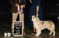 AKC/ASCA CH Bayshores Tereyn Crepe Suzette