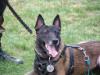 Airus vom Tristate <span style="color: darkblue">POLICE SERVICE DOG</span>