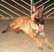 MANALO K9's Ruffa