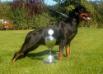 INT'L CH Akira Elez Rott