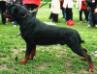 CH.UKRAINE Rotti's Allyans Noris