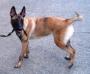 MANALO K9's Helga
