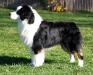 ASCA/AKC CH Vinelake's Blackjack