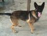 MANALO K9's Black