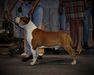 INT CH,USA, INTERRA WINNER 2007,CLUB,RUS,UKR,MOL, JRUS,JUK Chronos Virginia Renegade