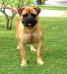 World Class Bullmastiff At Ratchburi Kennel