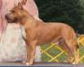 CH AKC Nichols' noble kash money