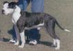 NAT'L CHAMPION Joshua's Sand Valley Sam aka Cowboy