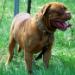 CH Red Dog Ridge Masterful Morpheus