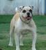 BMOB's Rocksie of Double Barrel Bulldogs