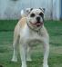  BMOB's Rocksie of Double Barrel Bulldogs