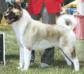 AKC/UK CH Goshen's Heir Apparent