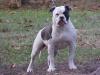 Dailey's Mikki the Mooch