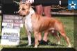 AKC CH Yukon's Sadie Of White Rock