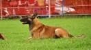 MANALO K9's Diego