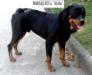 MANALO K9's Atilla of IBNG