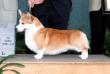 US NZ CH Dwynella Royale Footman