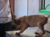 MANALO K9's Pokwang
