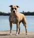 Aros Amstaff Apache