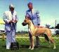 CH Shadam's Winston