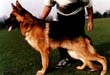Murphy von Kirchlengern-Nord