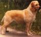 CH (AKC) Springfield's Dinorah