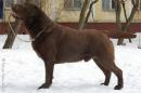 INT.CH/MULT DUAL CH Macho Gorska Fantazja