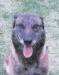Yak (Dellutri) <span style="color: darkblue">CAT II</span>