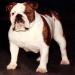 BISS CH (AKC) Dakota Arrogant Harriet