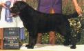 AKC CH Willcare's Masterpiece