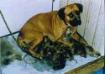 Crenshaw's Dolly