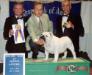 BIS/BISS CH (AKC) Prestwick Gawain