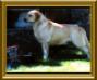 MBISS AKC CH Cherry Oaks Dillon Sundance