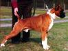 DUTCH CH Titan de Loermo