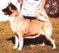 AKC CH Frerose's Sarah Lei