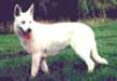  Fidjie of White Shepherd