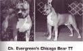 CH Evergreen's Chicago Bear