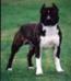 Int. Ch. Sindelar's Jock of Max