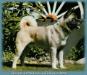 AKC/CAN CH Toshiro's Karate Drift