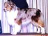 AKC/ASCA HOF CH Carolina Bayshore Birdcage