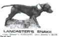  LANCASTER' SNAKE