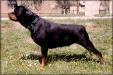 HU.CH Beta von Siki Rottweiler