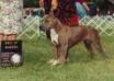 UKC CH/AKC PTD Majestic's D & R Marble of HB
