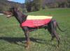 Ascomannis Gringo <span style="color: darkblue">BH, MONDIORING III, SECURITY DOG</span>