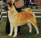AKC CH Okii Yubi's Dragonhouse Ko-Go