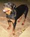 MANALO K9's AQUA of GALE